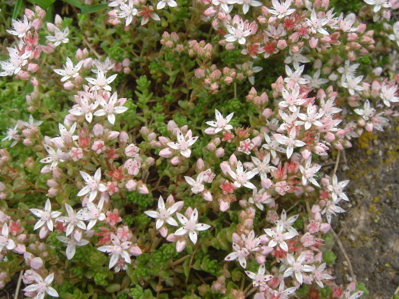 English stonecrop: Sedum anglicum