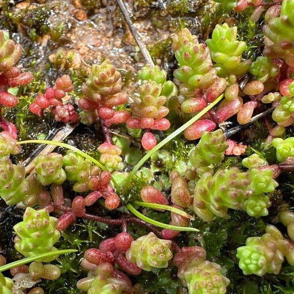 English stonecrop (Sedum anglicum)