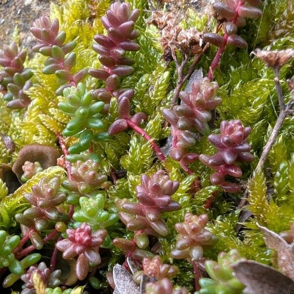 English stonecrop (Sedum anglicum)