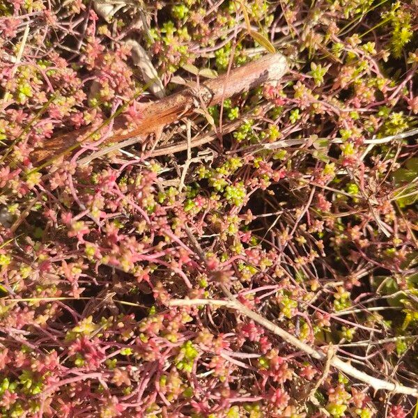 English stonecrop (Sedum anglicum)