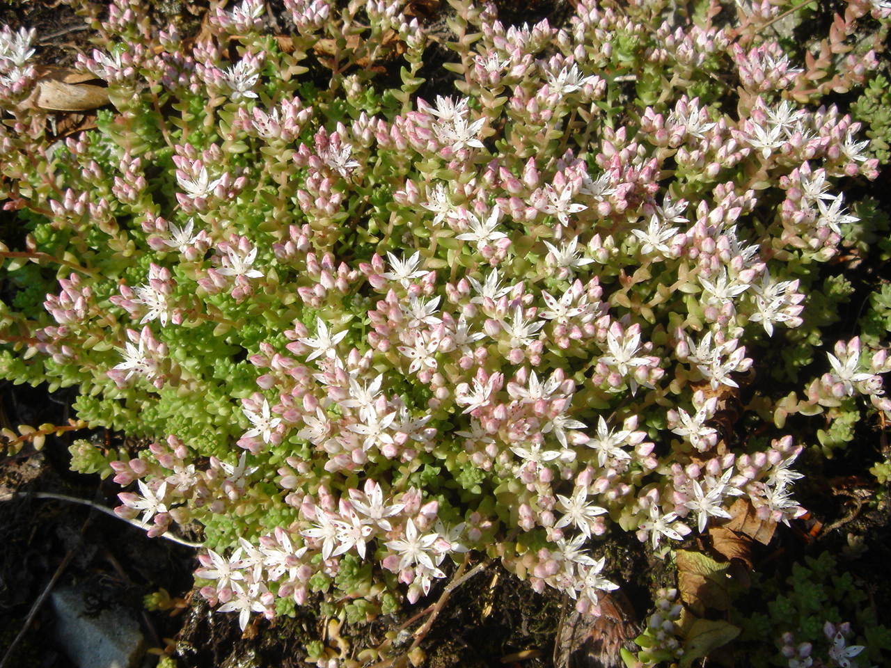 English stonecrop: Sedum anglicum