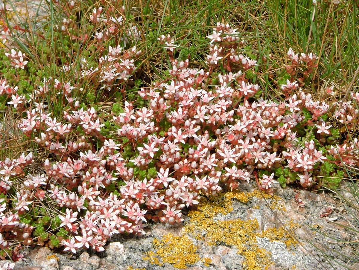 English stonecrop: Sedum anglicum