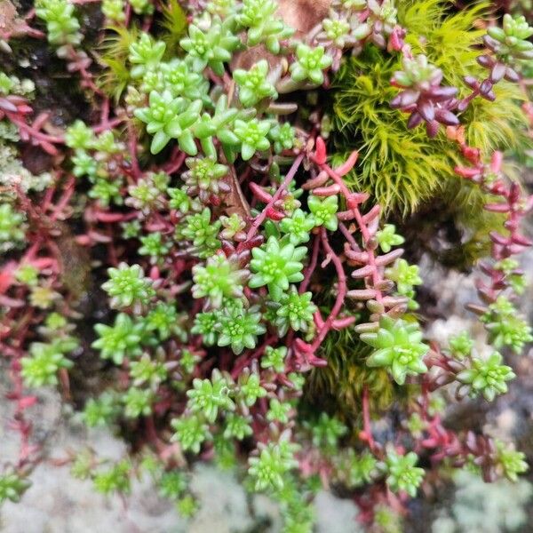 English stonecrop (Sedum anglicum)