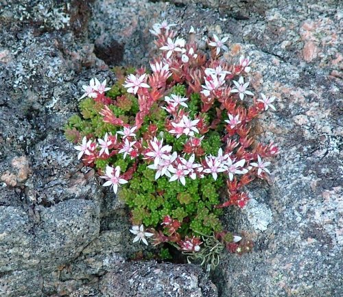 English stonecrop: Sedum anglicum