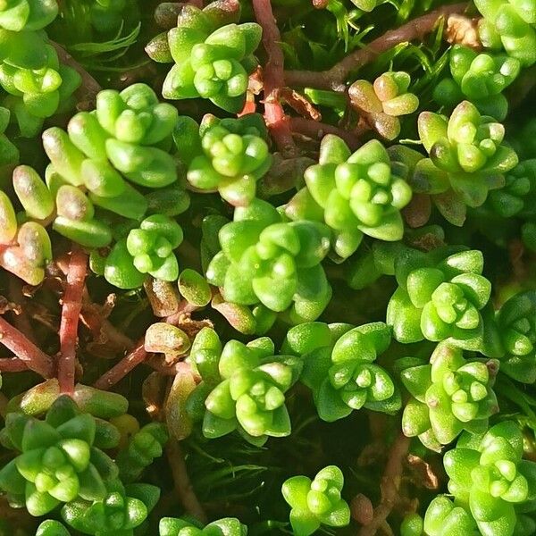 English stonecrop (Sedum anglicum)