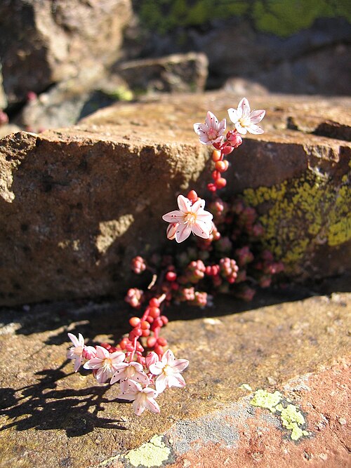 English stonecrop: Sedum brevifolium Near Col du Palas (2500m), Pyrenees, Spain