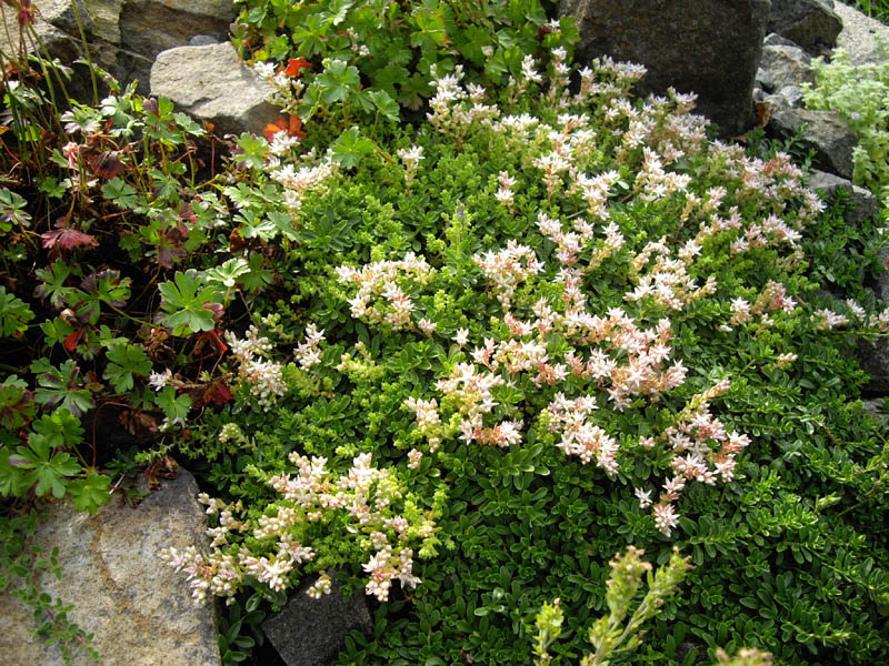 English stonecrop: Sedum anglicum