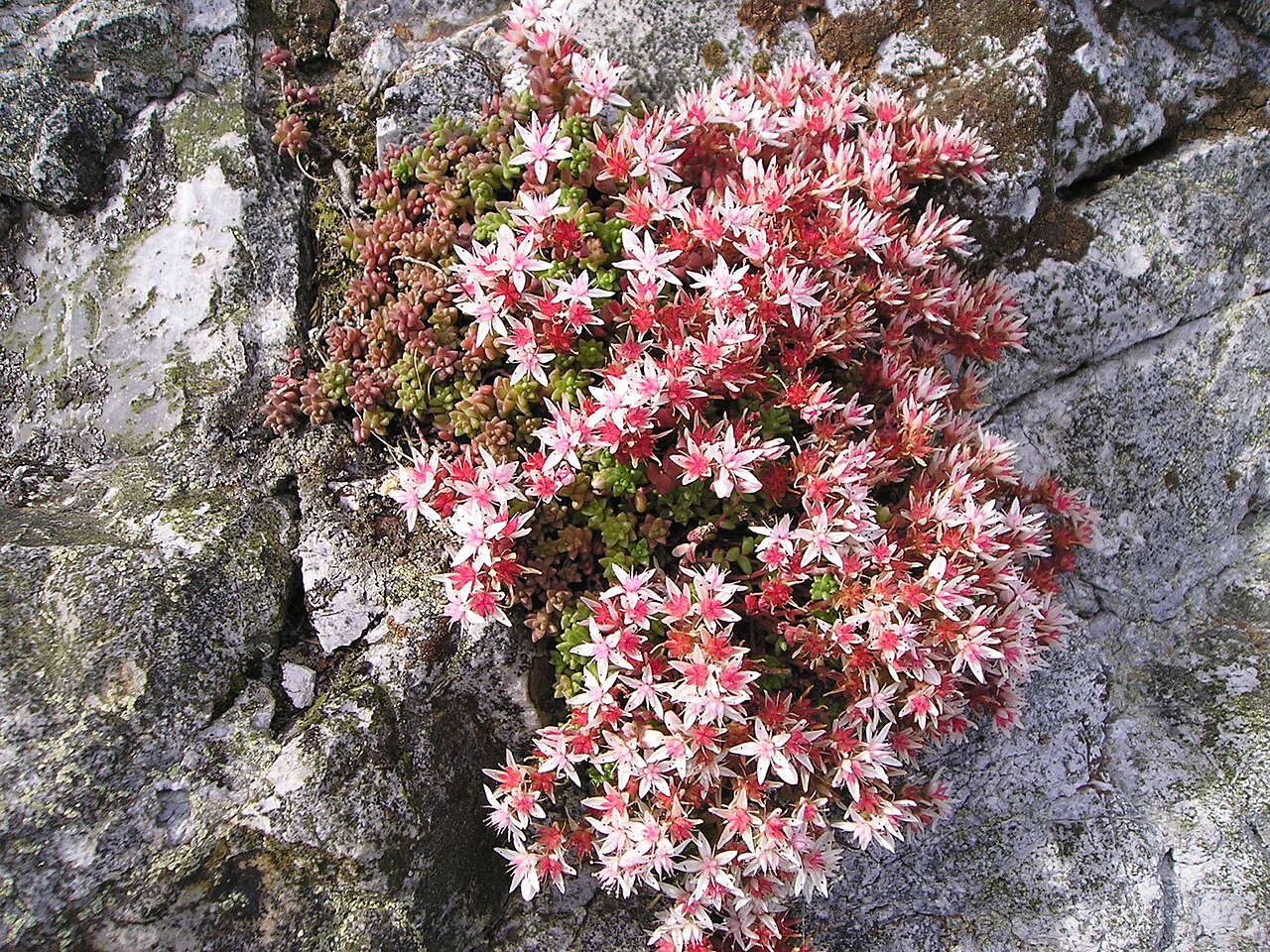 English stonecrop: English stonecrop, Sedum anglicum, on Treffgarne Rocks, Pembrokeshire.