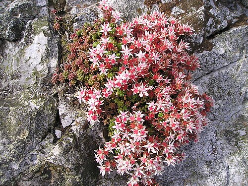 English stonecrop: English stonecrop, Sedum anglicum, on Treffgarne Rocks, Pembrokeshire.