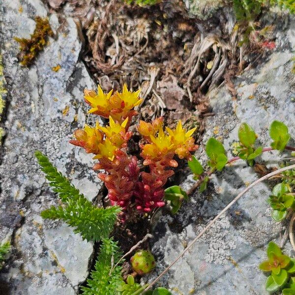 Annual stonecrop (Sedum annuum)
