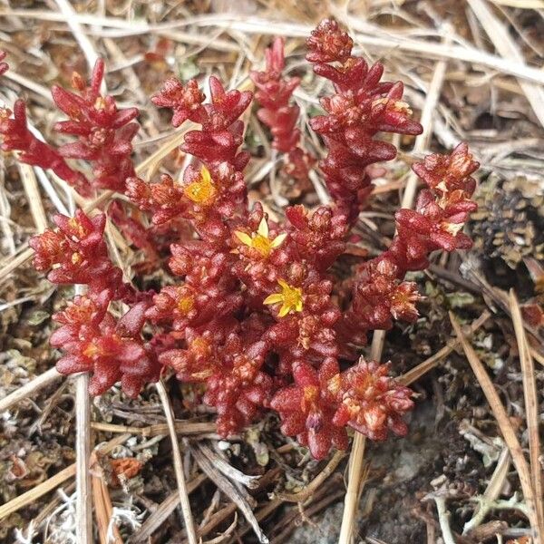 Annual stonecrop (Sedum annuum)