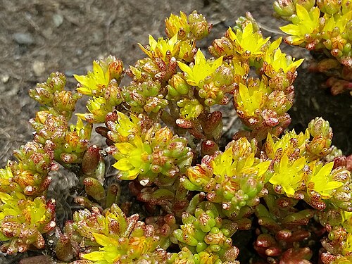 Annual stonecrop: Sedum annuum