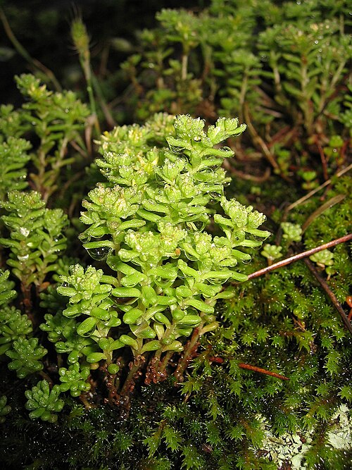 Annual stonecrop: Sedum_annuum, Forest of Bonifatu ~1000m, Corse