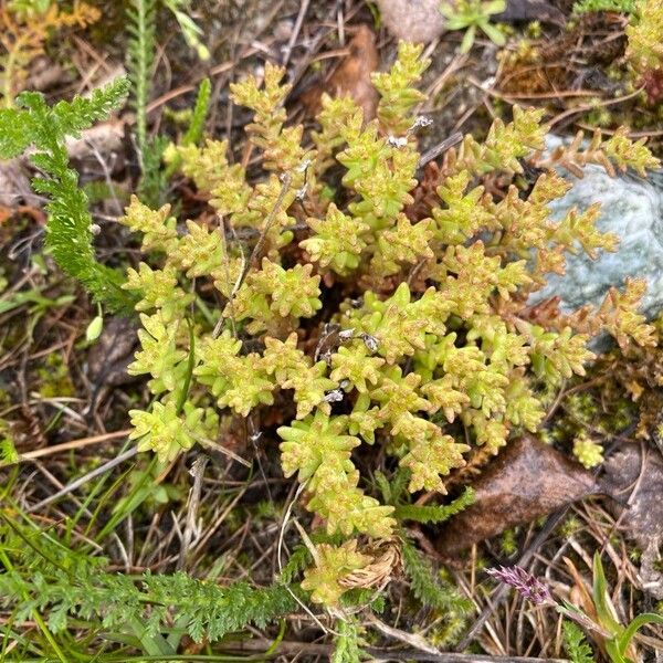Annual stonecrop (Sedum annuum)