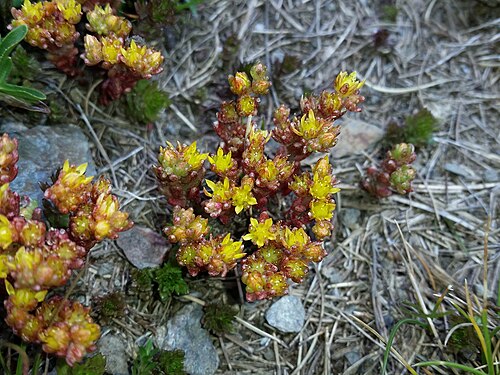Annual stonecrop: Sedum annuum