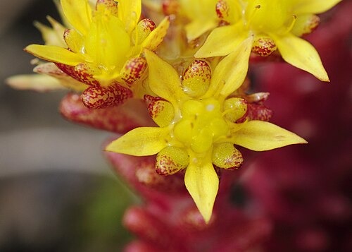 Annual stonecrop (Sedum annuum)