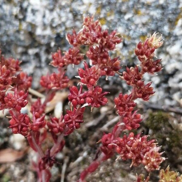 Annual stonecrop (Sedum annuum)