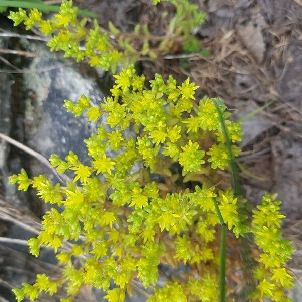Annual stonecrop (Sedum annuum)
