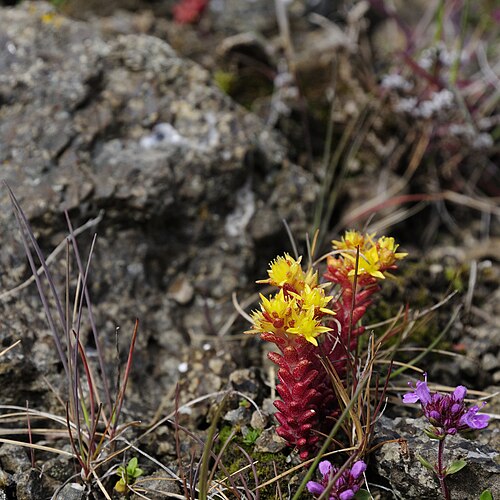Annual stonecrop (Sedum annuum)