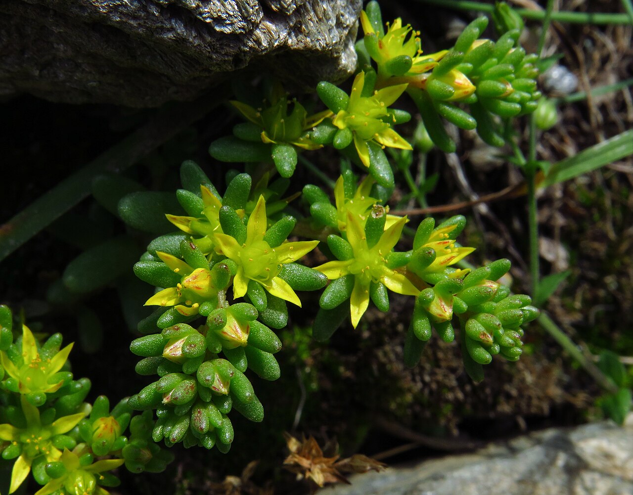 Annual stonecrop: This is a a photo of a natural area in Catalonia, Spain, with id: