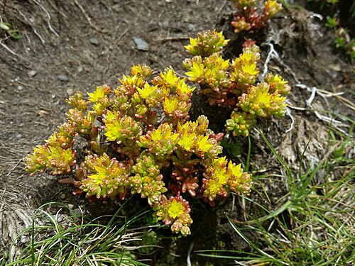 Annual stonecrop: Sedum annuum