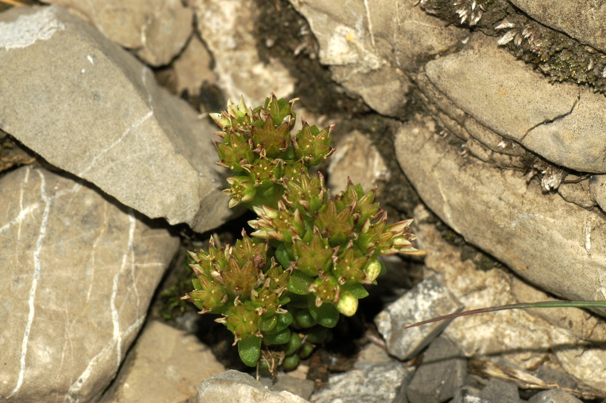Dark stonecrop: Črnikasta homulica na Veliki planini.