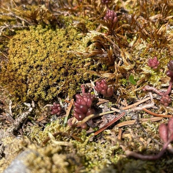 Dark stonecrop (Sedum atratum)
