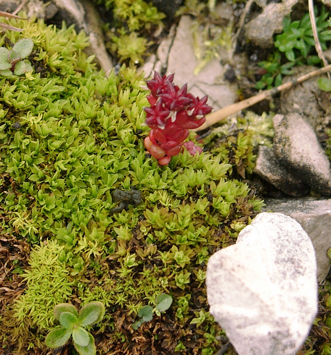 Dark stonecrop: Sedum , possibly S. atratum