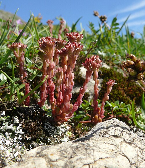 Dark stonecrop: Sedum atratum , Allgäuer Alpen, Deutschland