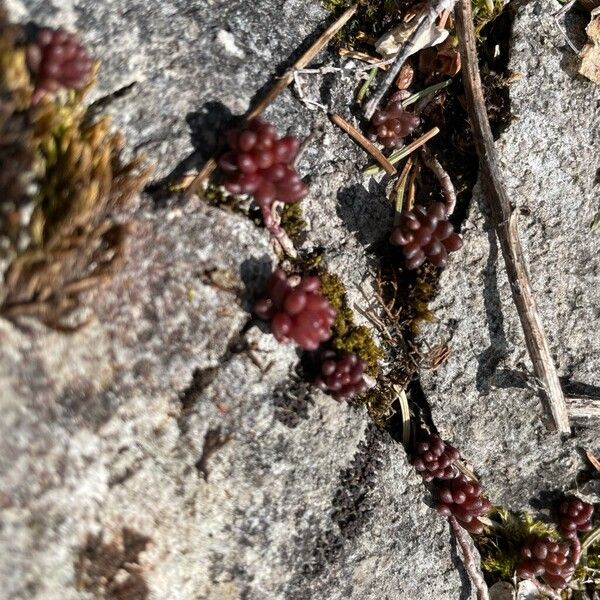 Dark stonecrop (Sedum atratum)