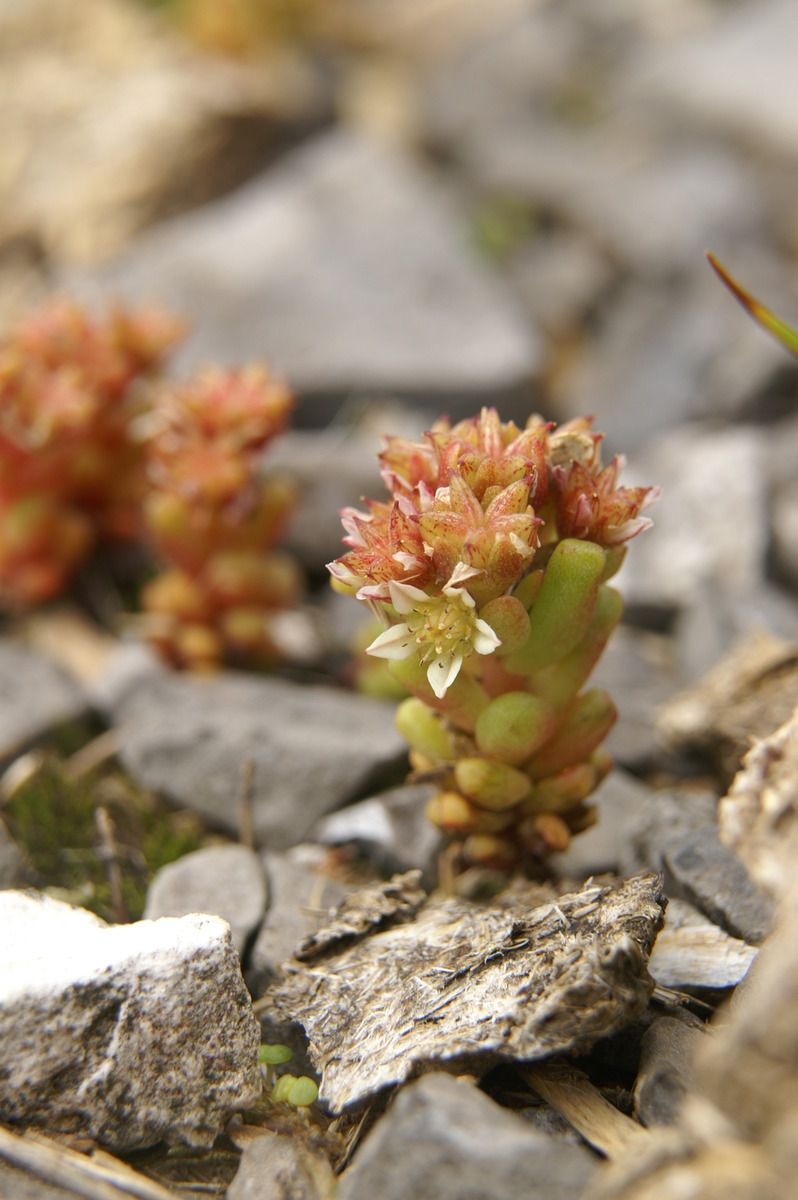 Dark stonecrop: Črnikasta homulica na Veliki planini.