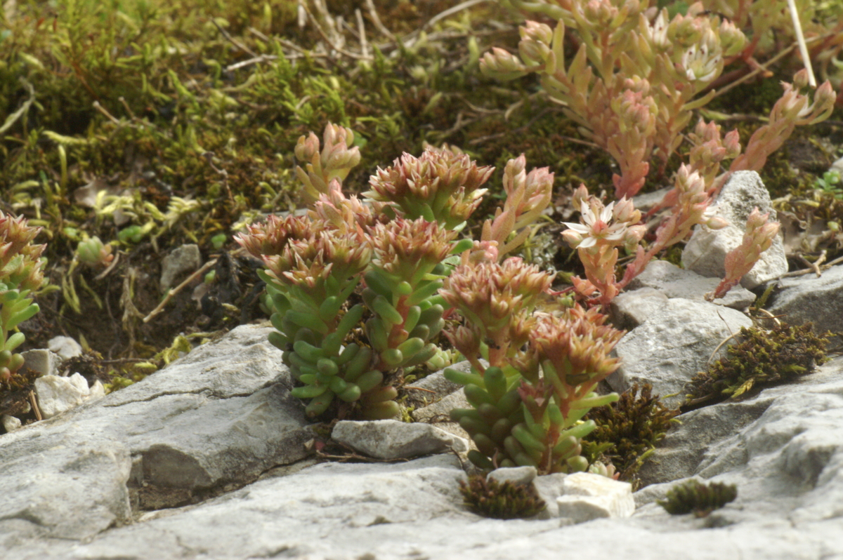 Dark stonecrop: Črnikasta homulica na Veliki planini.