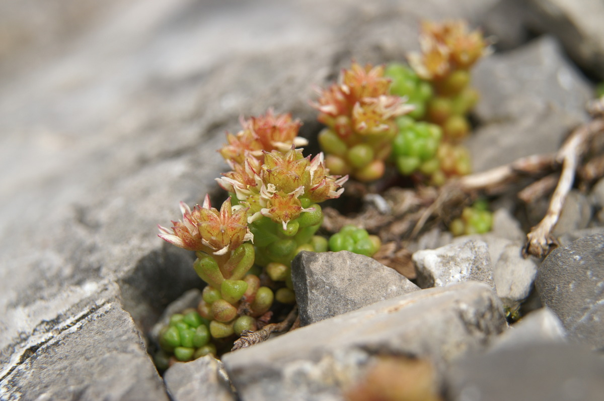 Dark stonecrop: Črnikasta homulica na Veliki planini.