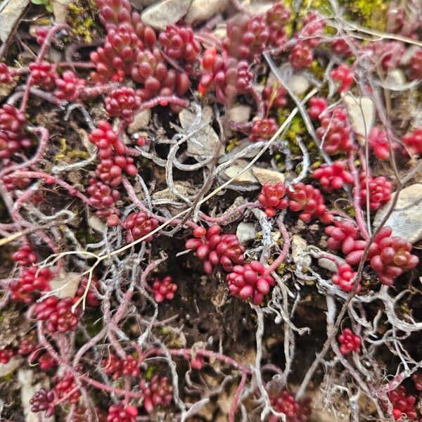 Dark stonecrop (Sedum atratum)