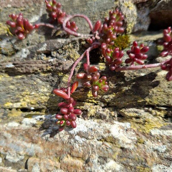 Dark stonecrop (Sedum atratum)