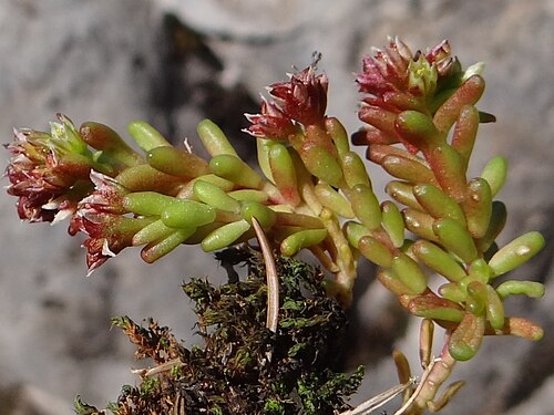 Dark stonecrop: Sedum atratum