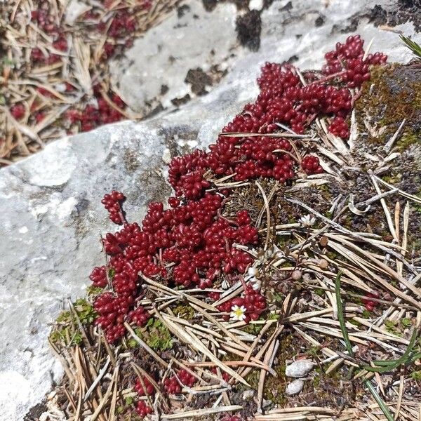 Dark stonecrop (Sedum atratum)