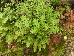 Sedum bourgaei (Sedum bourgaei)
