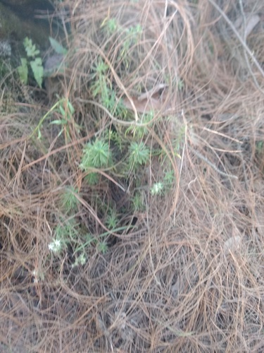 Sedum bourgaei (Sedum bourgaei)