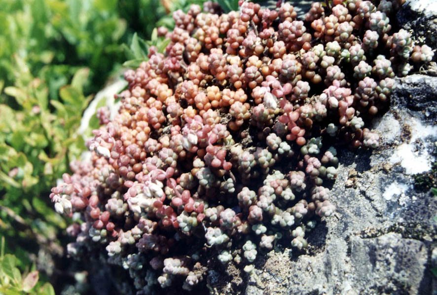 Sedum brevifolium: Sedum brevifolium