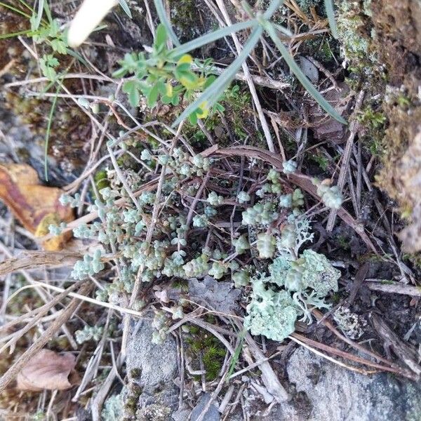 Sedum brevifolium (Sedum brevifolium)