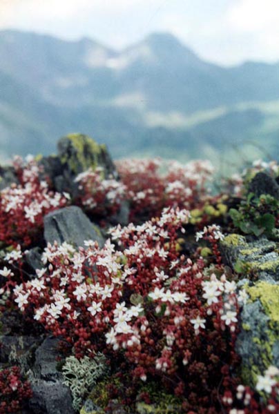 Sedum brevifolium: Sedum brevifolium