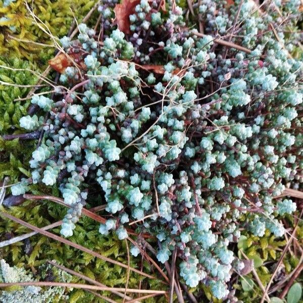Sedum brevifolium (Sedum brevifolium)