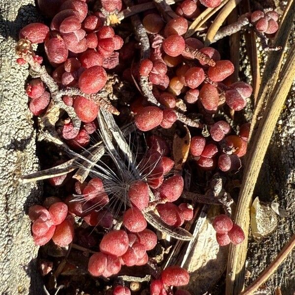 Sedum brevifolium (Sedum brevifolium)