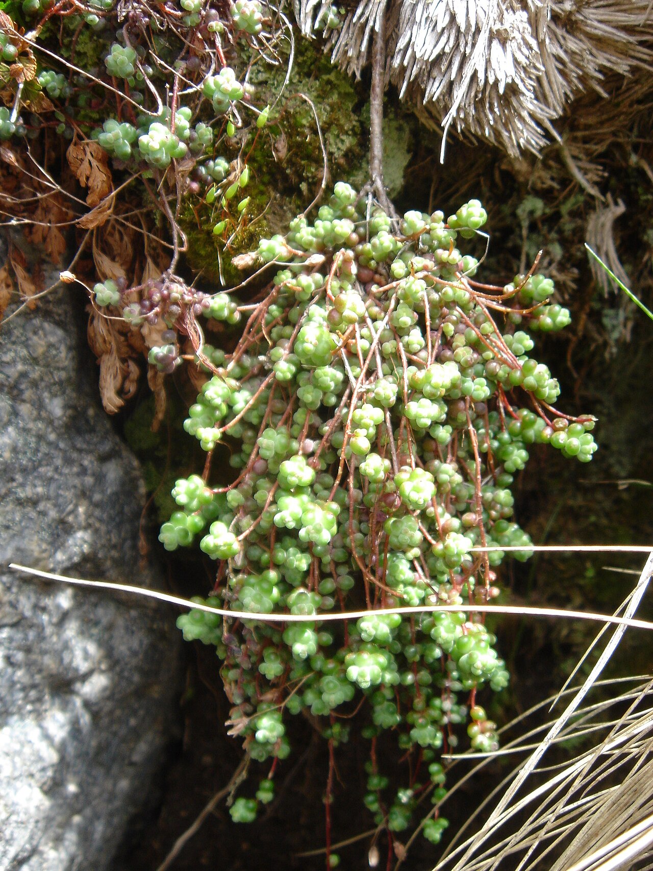 Sedum brevifolium: Sedum brevifolium