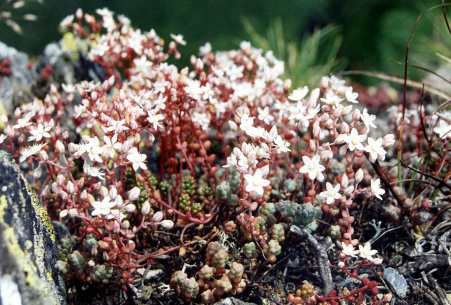 Sedum brevifolium: Sedum brevifolium