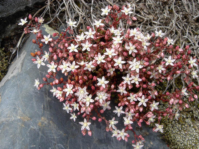 Sedum brevifolium: Sedum brevifolium