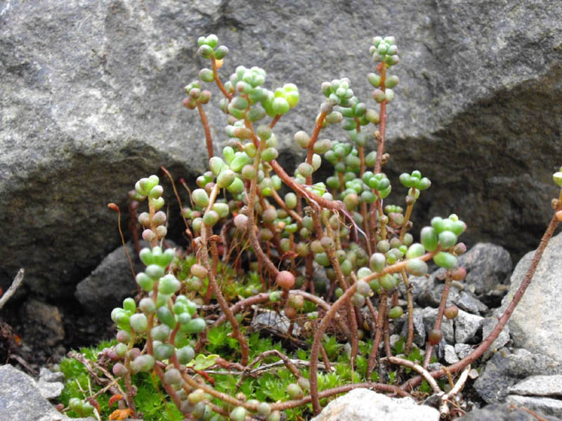 Sedum brevifolium: Sedum brevifolium