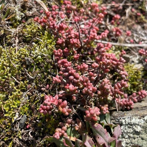 Sedum brevifolium (Sedum brevifolium)