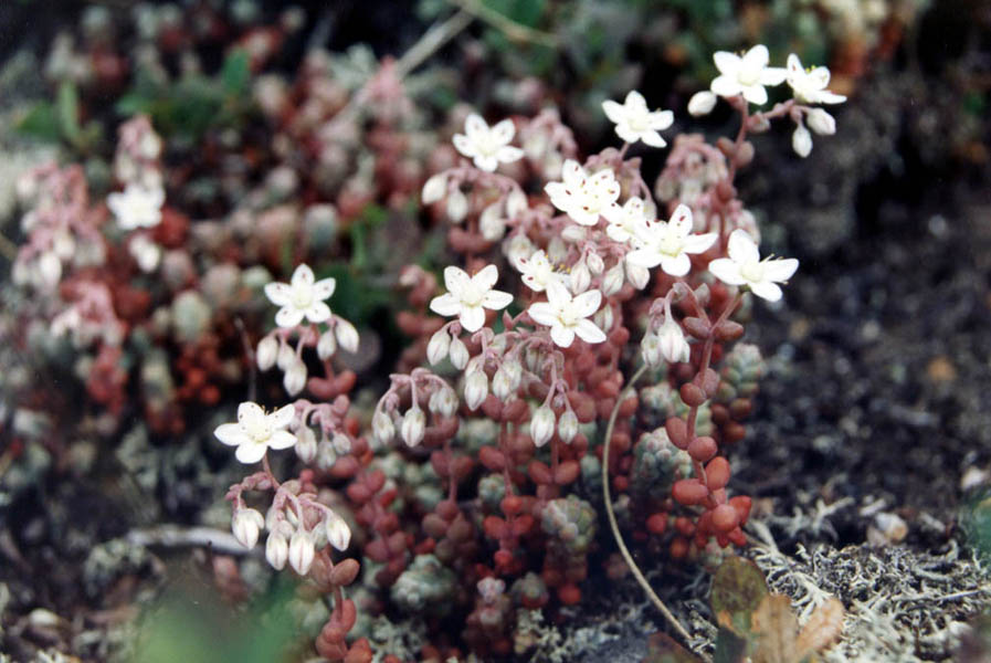 Sedum brevifolium: Sedum brevifolium